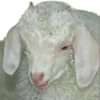 Sticker shutki shutish - 2