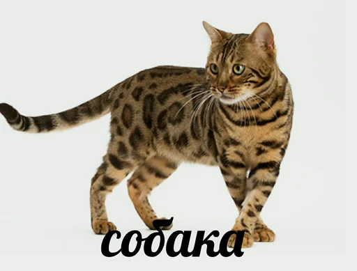 Sticker шиза - 10