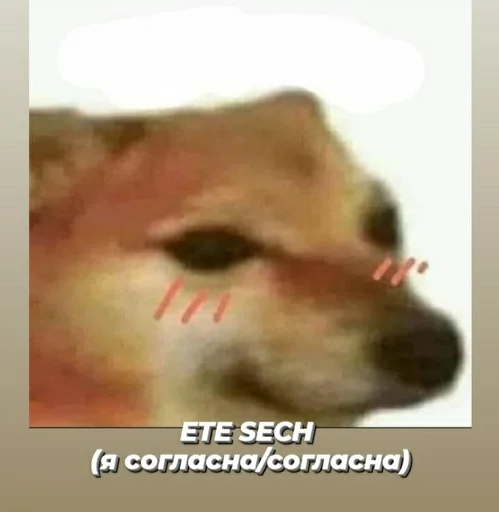 СМС животное млекопитающее