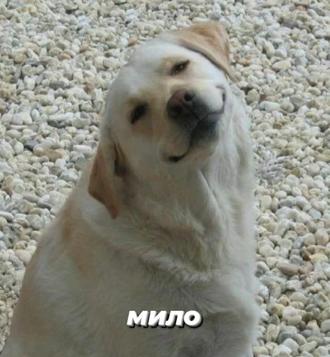 животное млекопитающее собака