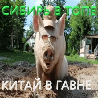 Sticker СЛАВО СИБИРИ🟩⬜️ - 11