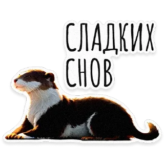 Sticker ВЫДРОЧАТик @asmr_boy - 10