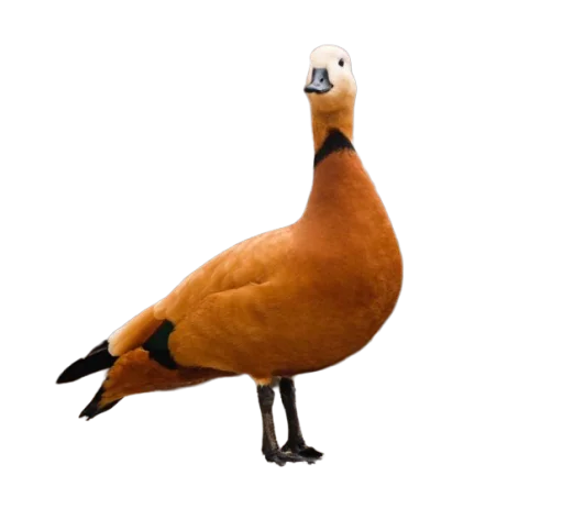 животное птица водная птица