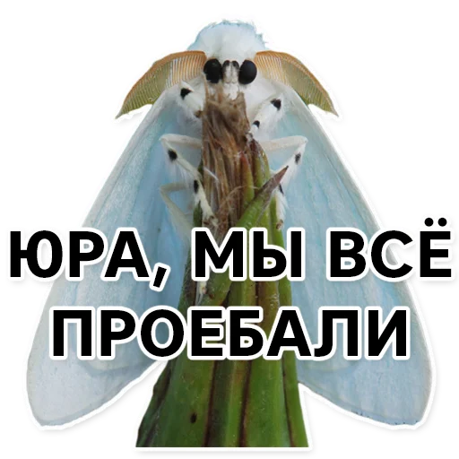 Sticker silkwormalarm - 1