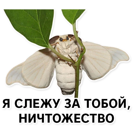 Sticker silkwormalarm - 1