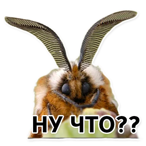 Sticker silkwormalarm - 1