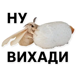 Sticker Тутовый шелкопряд - 11