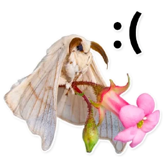 Sticker Тутовый шелкопряд - 3