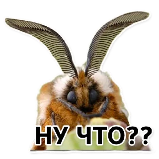 Sticker Тутовый шелкопряд - 6