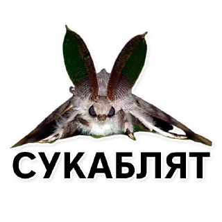 Sticker Тутовый шелкопряд - 4