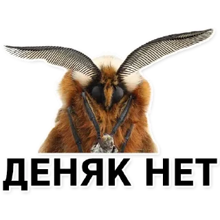 Sticker Тутовый шелкопряд - 1