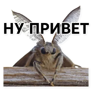 Sticker Тутовый шелкопряд - 10