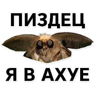 Sticker Тутовый шелкопряд - 2