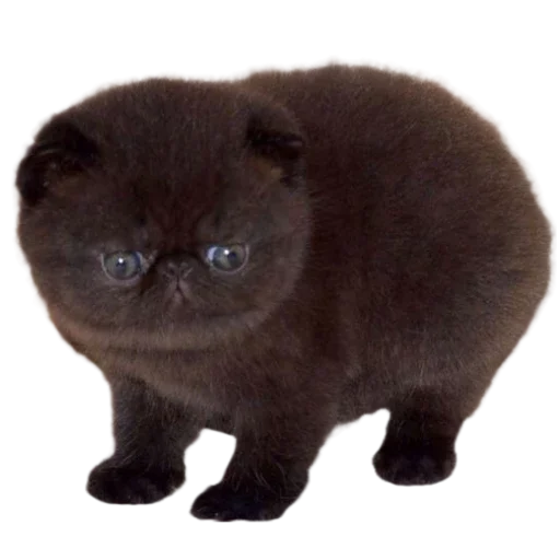 Стикер silly_babies - 1