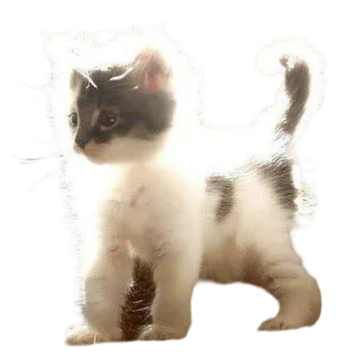 Стикер silly_babies - 1