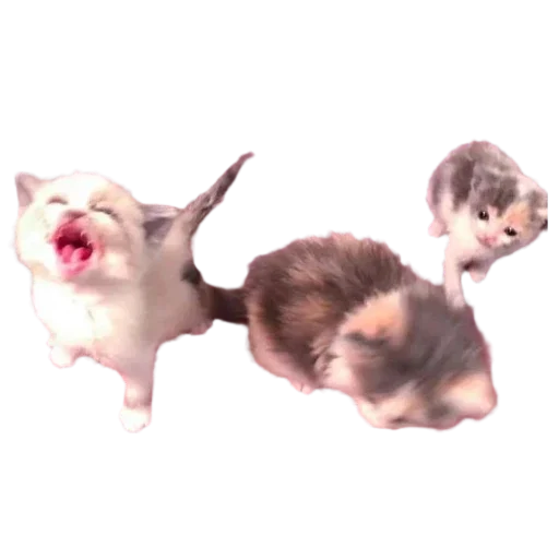 silly babies 🐈‍⬛ - 