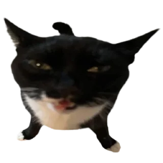 Sticker silly babies 🐈‍⬛ - 4