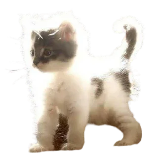 Sticker silly babies 🐈‍⬛ - 8