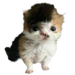 Sticker silly babies 🐈‍⬛ - 2