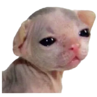 Sticker silly babies 🐈‍⬛ - 7