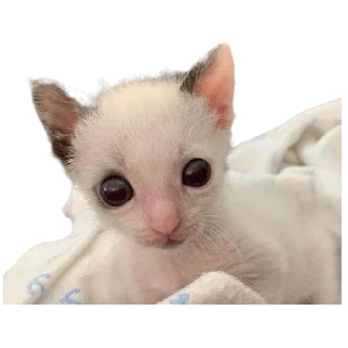 Sticker silly babies 🐈‍⬛ - 6