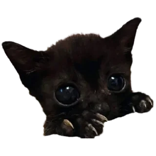 Sticker silly babies 🐈‍⬛ - 5