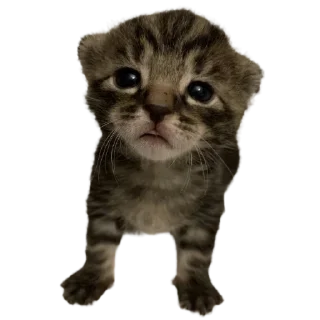 Sticker silly babies 🐈‍⬛ - 9