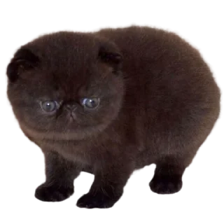 Sticker silly babies 🐈‍⬛ - 11