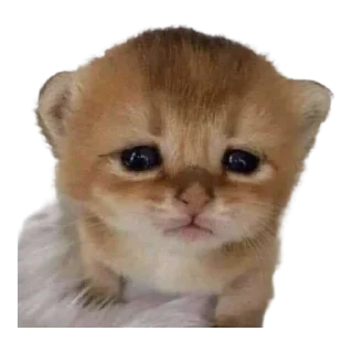 Sticker silly babies 🐈‍⬛ - 3