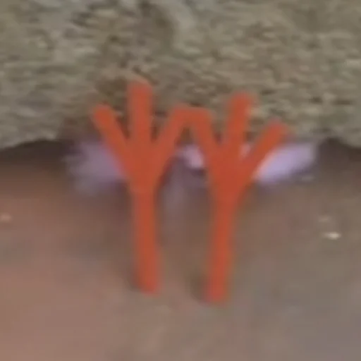 Sticker silly_chicks - 1