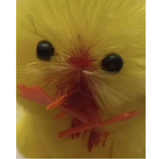 Sticker silly_chicks - 1