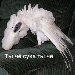 Стикер тупые мемы - 10