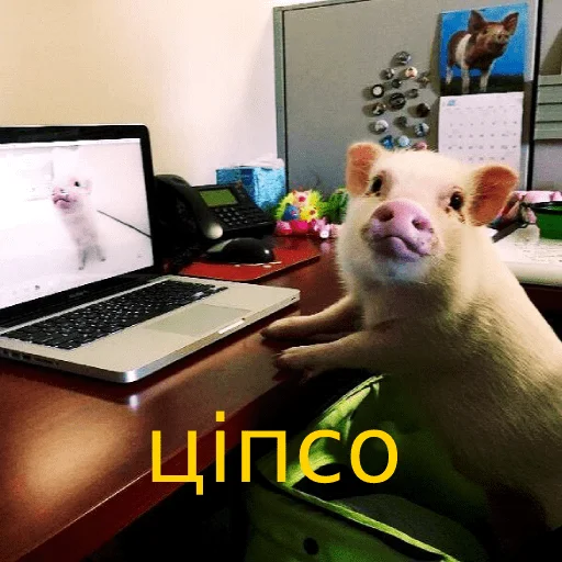 indoor laptop mammal