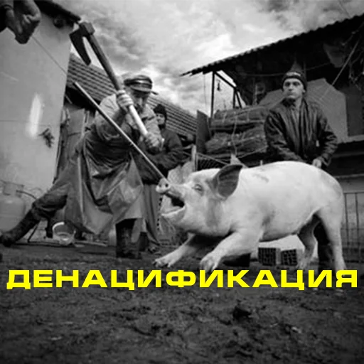 СМС свинья на открытом воздухе