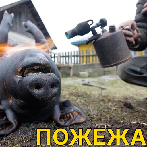 outdoor ground mammal