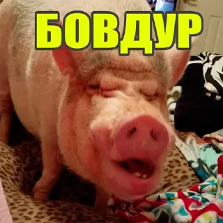 Стикер хохлы - 8