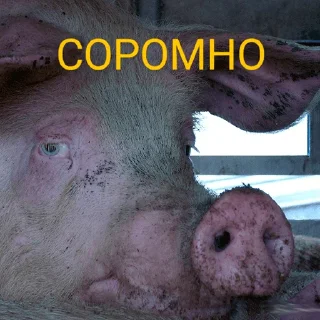 Стикер хохлы - 6