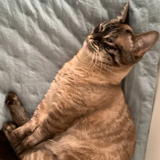 Стикер sima_boginya - 1