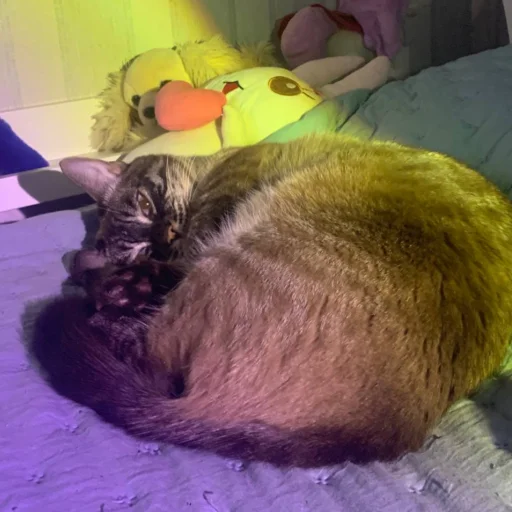 Стикер sima_boginya - 1