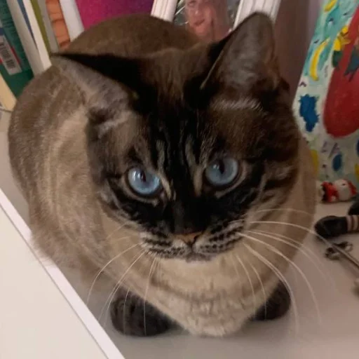 сима богиня - 