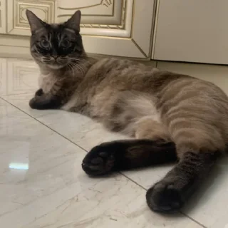 Sticker сима богиня - 2