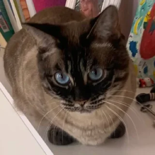 Sticker сима богиня - 0