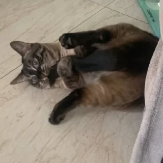 Sticker сима богиня - 4