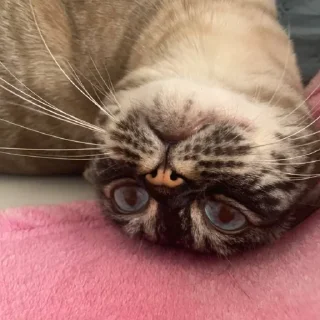 Sticker сима богиня - 5