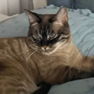 Sticker сима богиня - 9