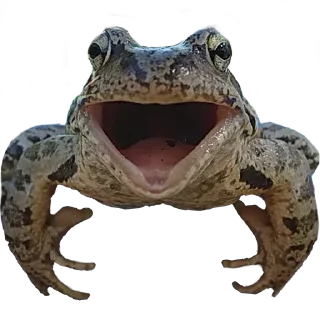 Sticker simbiboba - 2