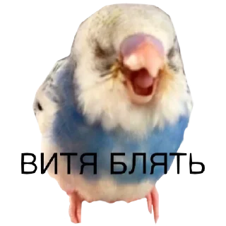 Sticker simbiboba - 8