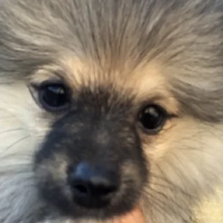 Sticker Simbozd - 11