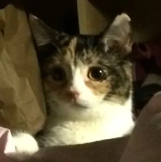 Sticker simona_purr - 4