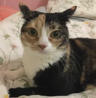 Sticker simona_purr - 3